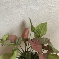 arrowhead plant ピンク　植物