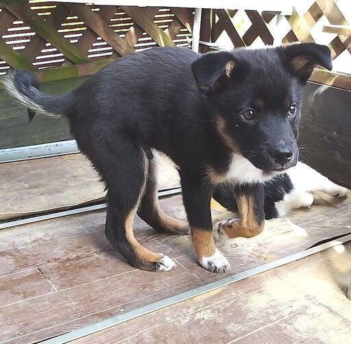 今がかわいい盛りの子熊みたいな子犬 です 富士田松代 西条のその他の里親募集 ジモティー