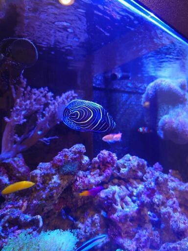 急募 海水魚ウズマキ やーみさん 戸塚の家具の中古あげます 譲ります ジモティーで不用品の処分