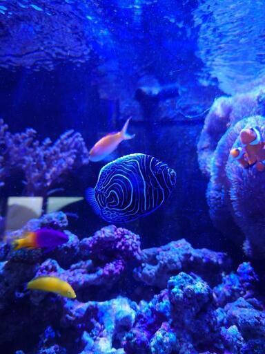 急募 海水魚ウズマキ やーみさん 戸塚の家具の中古あげます 譲ります ジモティーで不用品の処分