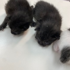 子猫　3匹　急募 − 千葉県