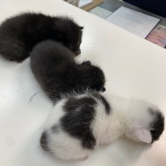 子猫　3匹　急募の画像