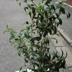 ☆フェイクグリーン オリーブ 観葉植物 人工植物◆高さ102cm
