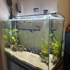⠀決まりました✨】60cm水槽、生体付き、すぐ飼えるフルセット‼️
