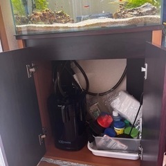 【⠀決まりました✨】60cm水槽、生体付き、すぐ飼えるフルセット‼️ ⠀決まりました✨】60cm水槽、生体付き、すぐ飼えるフルセット‼️