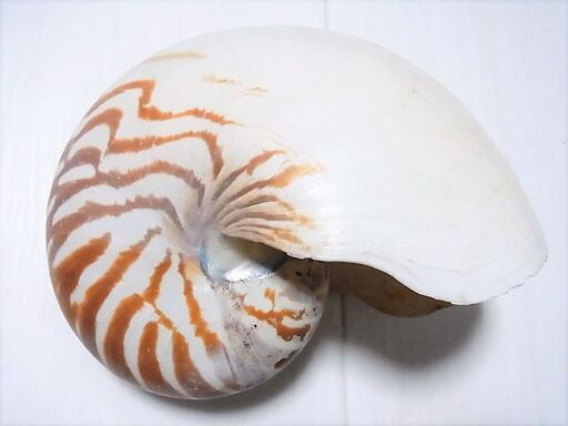 生きている化石 オウムガイの殻 アンティーク インテリアとして人気の逸品 ロボコン 港南台のインテリア雑貨 小物 置物 オブジェ の中古あげます 譲ります ジモティーで不用品の処分