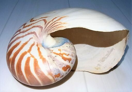 生きている化石 オウムガイの殻 アンティーク インテリアとして人気の逸品 ロボコン 港南台のインテリア雑貨 小物 置物 オブジェ の中古あげます 譲ります ジモティーで不用品の処分