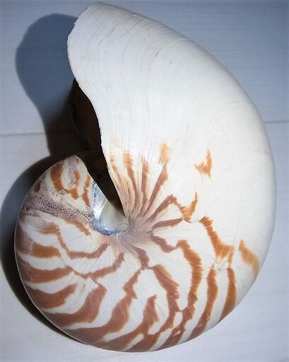 生きている化石 オウムガイの殻 アンティーク インテリアとして人気の逸品 ロボコン 港南台のインテリア雑貨 小物 置物 オブジェ の中古あげます 譲ります ジモティーで不用品の処分