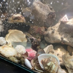 海水　ヤドカリや透明なエビ　貝殻　