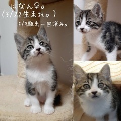 3月22日生まれの子猫たちです！ − 北海道