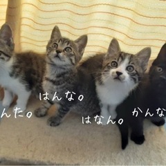 3月22日生まれの子猫たちです！ - 里親募集