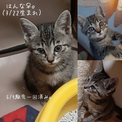 3月22日生まれの子猫たちです！ - 猫