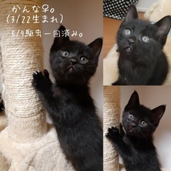 3月22日生まれの子猫たちです！の画像