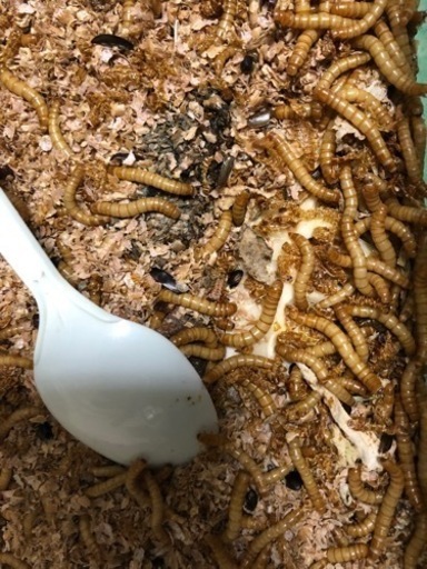 ミルワーム 自家繁殖余品1匹10円 そらち 大麻のその他の中古あげます 譲ります ジモティーで不用品の処分