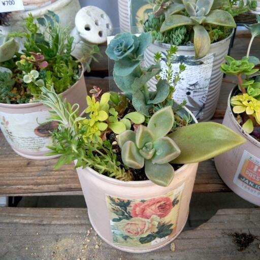 多肉植物セダムおしゃれリメ缶7 12品種モリモリ寄せ植え ジュリー 庭瀬の家具の中古あげます 譲ります ジモティーで不用品の処分