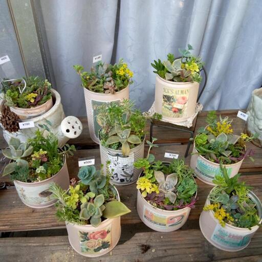 多肉植物セダムおしゃれリメ缶7 12品種モリモリ寄せ植え ジュリー 庭瀬の家具の中古あげます 譲ります ジモティーで不用品の処分