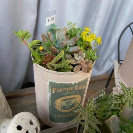 多肉植物セダムおしゃれリメ缶7 12品種モリモリ寄せ植え ジュリー 庭瀬の家具の中古あげます 譲ります ジモティーで不用品の処分