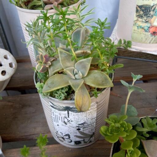 多肉植物セダムおしゃれリメ缶7 12品種モリモリ寄せ植え ジュリー 庭瀬の家具の中古あげます 譲ります ジモティーで不用品の処分 多肉植物セダムおしゃれリメ缶7 12品種モリモリ寄せ植え ジュリー 庭瀬の家具の中古あげます 譲ります ジモティーで不用品の処分
