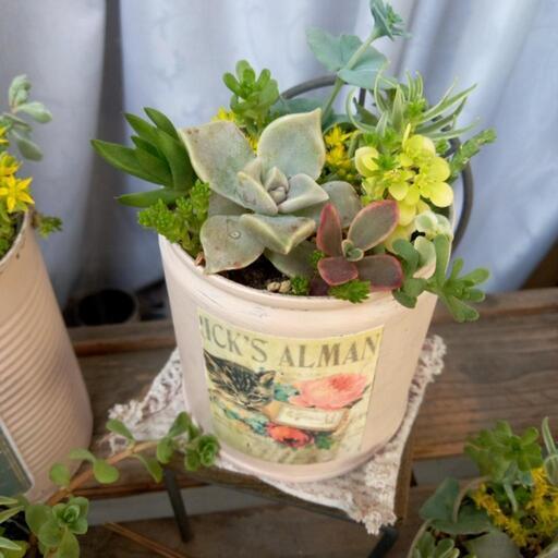 多肉植物セダムおしゃれリメ缶7 12品種モリモリ寄せ植え ジュリー 庭瀬の家具の中古あげます 譲ります ジモティーで不用品の処分