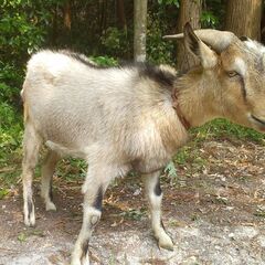 雄ヤギ飼って頂ける方（皆様のご協力により、受け入れ先が決まりました。ありがとうございました。）の画像