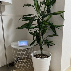 観葉植物/近隣の方お届け可能