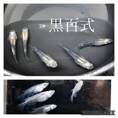 改良メダカの針子〜稚魚　5匹〜15匹