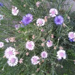 矢車草 切り花 30本