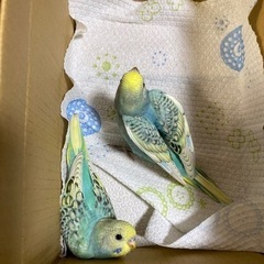 セキセイインコ　　雛