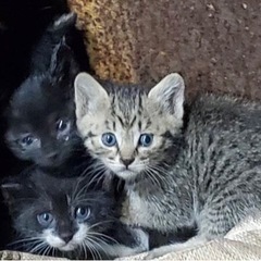 急募！生後1ヶ月程の子猫4匹