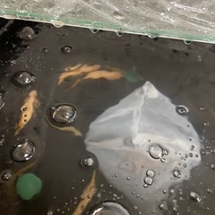 水槽割れ後飼えなくなった為早期売りたいです 水槽割れ後飼えなくなった為早期売りたいです