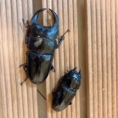 オオクワガタ　能勢YGペア　♂80.1mm ♀50.0mm　