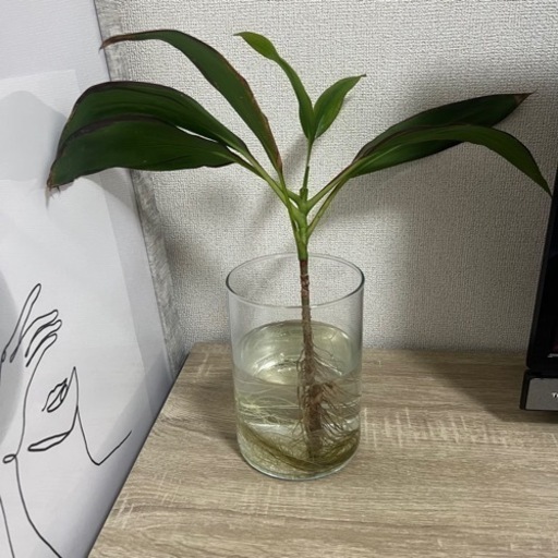 観葉植物 植物 容器付き 近隣の方お届け可能 ひー 六会日大前の生活雑貨の中古あげます 譲ります ジモティーで不用品の処分