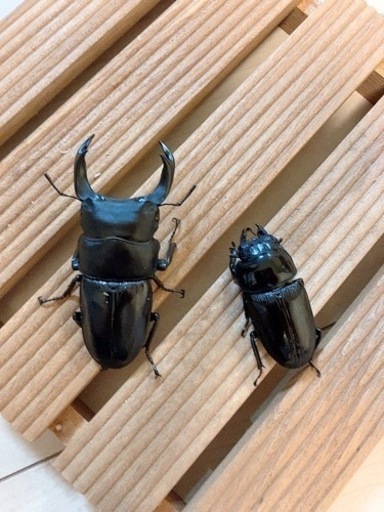 オオクワガタ　能勢SRペア　♂81.6mm ♀53.8mm