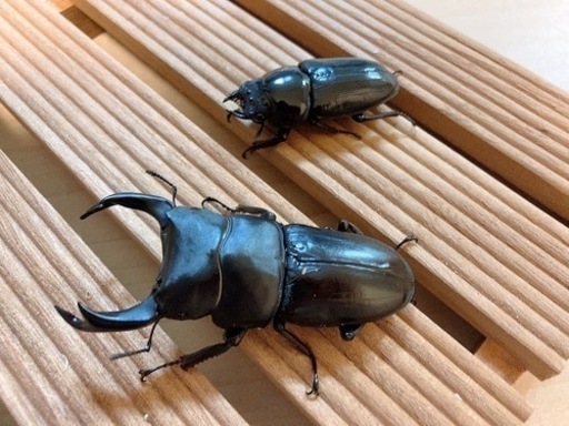 オオクワガタ　能勢SRペア　♂81.6mm ♀53.8mm
