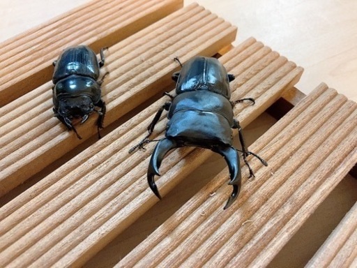 オオクワガタ　能勢SRペア　♂81.6mm ♀53.8mm