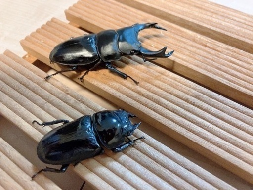 オオクワガタ　能勢SRペア　♂81.6mm ♀53.8mm