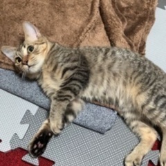 保護猫キジトラ♂およそ3〜4ヶ月 − 茨城県