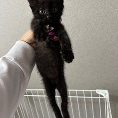 急募！1ヶ月ちょいの子猫♂