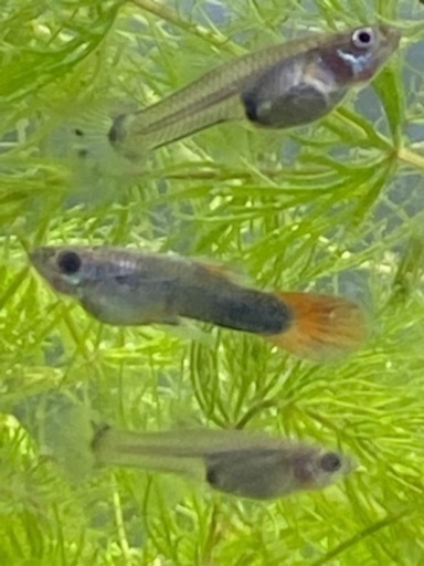 グッピー稚魚 ほぼ成魚 3匹300円 Pengi 押上 スカイツリー前 のその他の中古あげます 譲ります ジモティーで不用品の処分