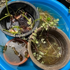 『終了しました』水生植物