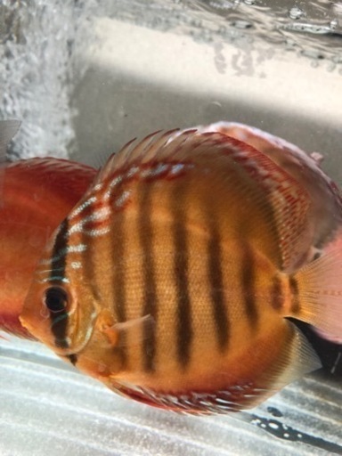 ディスカス　ワイルド　クロス