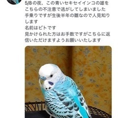 セキセイインコ探してます