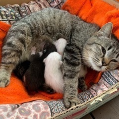 【募集停止中】🐈‍⬛生後１ヶ月の可愛い仔猫達を家族の一員に！！