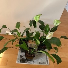 スパティフィラム　抜き苗　3鉢まとめて　観葉植物　白い花