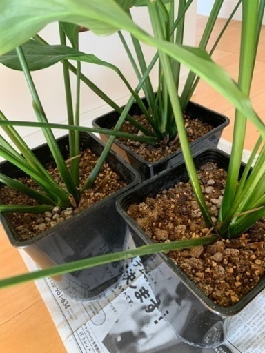 スパティフィラム抜き苗3鉢まとめて観葉植物白い花 くろちゃん 白庭台のその他の中古あげます 譲ります ジモティーで不用品の処分