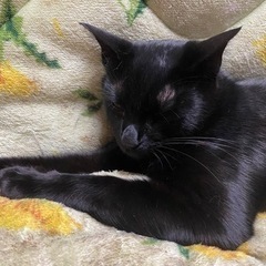 1才の黒猫、男の子です(トライアルが決まりました) − 群馬県