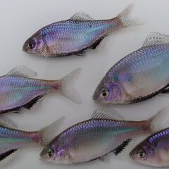 【日本淡水魚】岐阜県産 シロヒレタビラ 1ペア 濃尾シロヒレ
