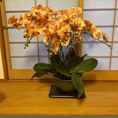 造花の蘭の鉢