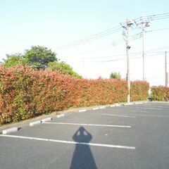 【久喜市】植木、あげます（レッドロビン)