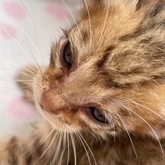 子猫の里親募集します(1匹)